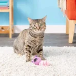 Cat Playing with Plush Raccoon Cat Toy