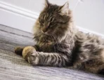 Cat Playing with Ball Toy Catnip Kiss Compressed Catnip