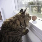 Cat Playing with Ball Toy Catnip Kiss Compressed Catnip